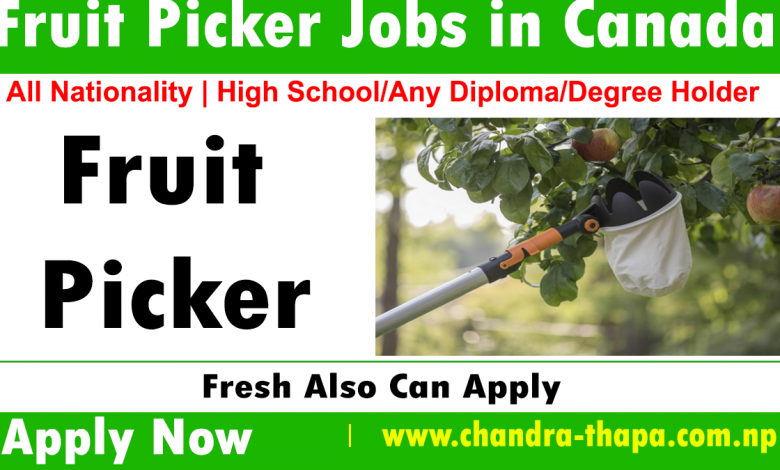 Fruit Picker Jobs in Canada for Fresher (Latest Jobs Updated)